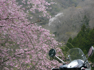 早戸川の桜